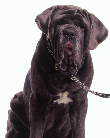 lego harry potter fang