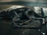 Gellert Grindelwald's Qilin