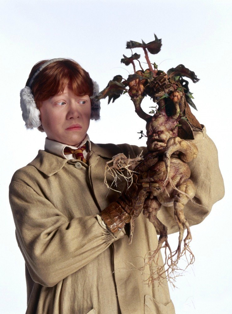 Mandrake Fine Art Print Nature art prints, Harry potter art drawings, Harry pott