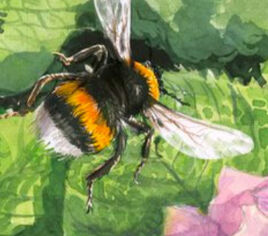 Bee