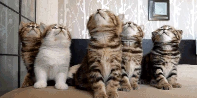 Cutest-cat-gifs-kitten-heads