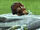 Knarl at the Magical Creatures Reserve.jpeg