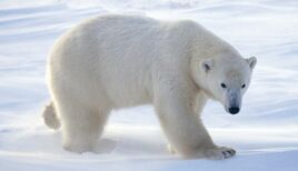 POLAR