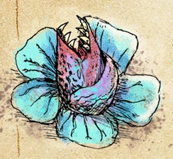 Fangzähnige Geranie