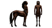 Zentaur Anatomie