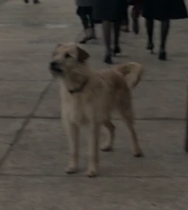 Mongrel dog FB