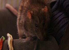 Scabbers
