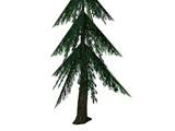 Fir