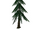 Fir