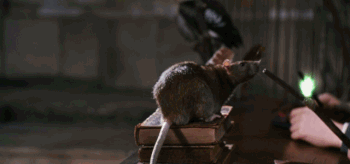 Ron Weasleys misslungener Versuch der Verwandlung seiner Ratte Krätze