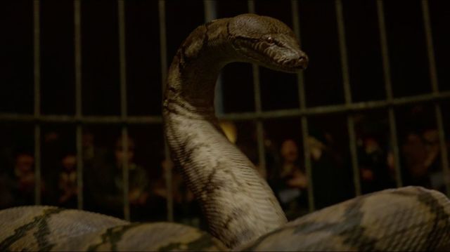 Nova espécie de serpente homenageia personagem de Harry Potter