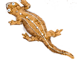 Ginger Newt