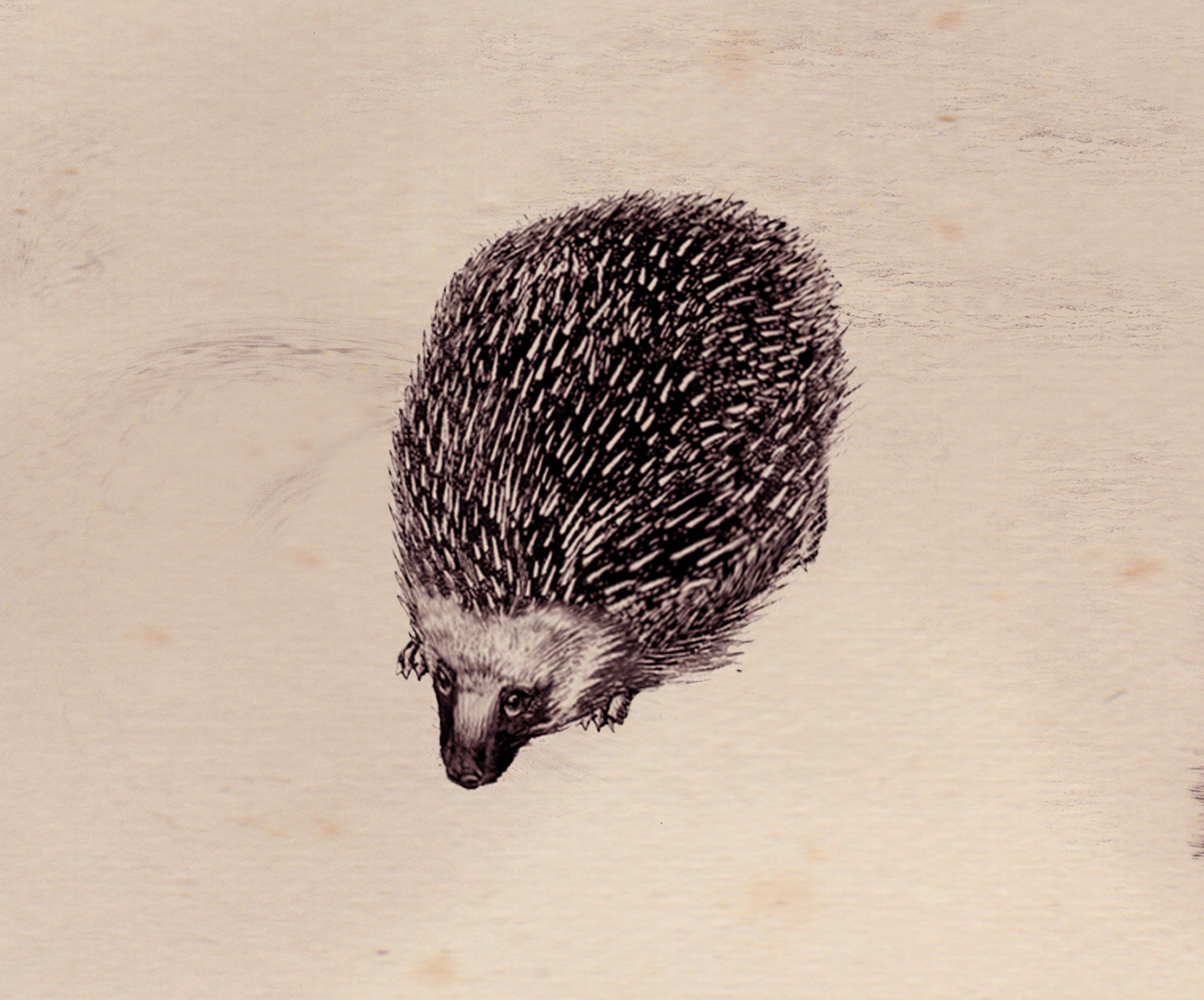 What differentiates knarls from hedgehogs. Смотреть фото What differentiates knarls from hedgehogs. Смотреть картинку What differentiates knarls from hedgehogs. Картинка про What differentiates knarls from hedgehogs. Фото What differentiates knarls from hedgehogs