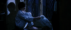 Harry and Hedwig