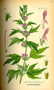 Herzspannkraut Leonurus cardiaca0