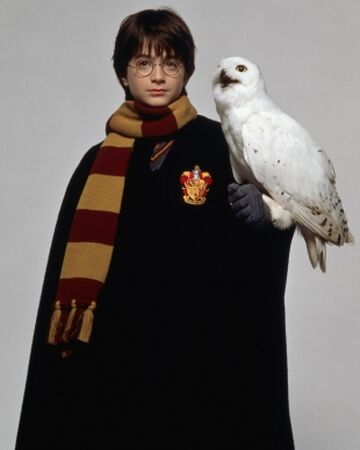 Hedwige Wiki Harry Potter Fandom Hedwige Wiki Harry Potter Fandom