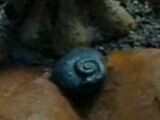 Snail