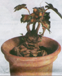 Pottedmandrake.PNG