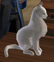 Jacob's sibling's cat, Harry Potter Wiki