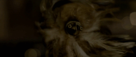 Cat bird toy COG