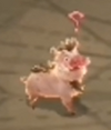 Wild boar MA