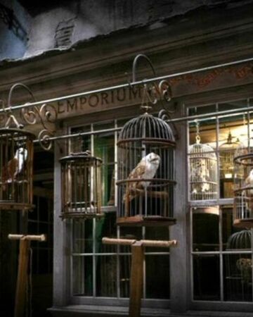 Au Royaume Du Hibou Wiki Harry Potter Fandom Au Royaume Du Hibou Wiki Harry Potter Fandom