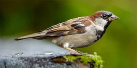 Sparrow