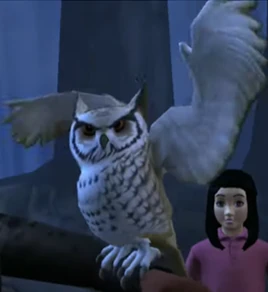 Artemis the owl HM