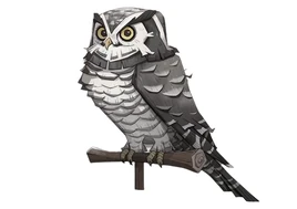 Northern hawk-owl MA
