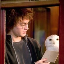 Buklya Garri Potter Viki Fandom