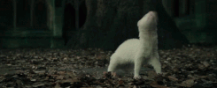 Ferret to human GIF.gif