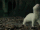 Ferret to human GIF.gif