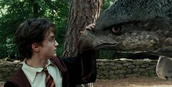 Harry Potter Buckbeak