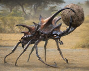 Giant Dung Beetle