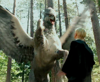 Buckbeak Malfoy