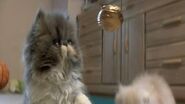 Harry Potter Wizards Unite Curious Kittens Play with Golden Snitches