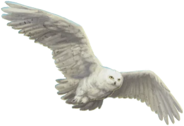 ヘドウィグ | Harry Potter Wiki | Fandom