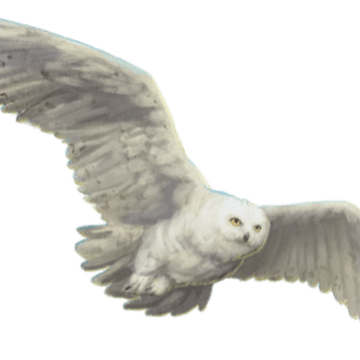ヘドウィグ Harry Potter Wiki Fandom