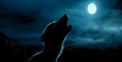 Werewolf | Harry Potter Wiki | Fandom