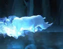 Rhinoceros-patronus.jpg (19 KB) Rhinoceros