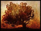 Elder tree