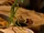 Bowtruckle-Beast.jpg