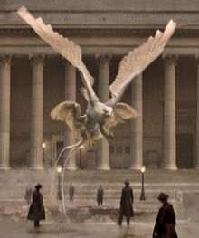 サンダーバード Harry Potter Wiki Fandom