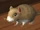 Gerbil