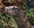 Boa at Zoo