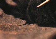 Lacarnum Inflamarae.gif