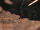 Lacarnum Inflamari