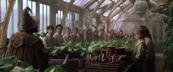 Professor Sprout greenhouse 1
