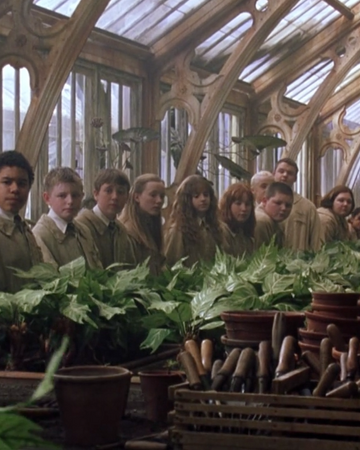 Herbology Classroom Harry Potter Wiki Fandom