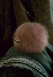 Pygmy Puff